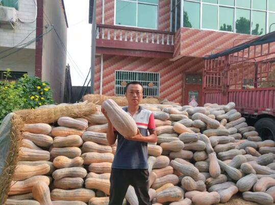临颍县王孟镇2000亩南瓜喜获大丰收 中国财经新闻网 www.prcfe.com